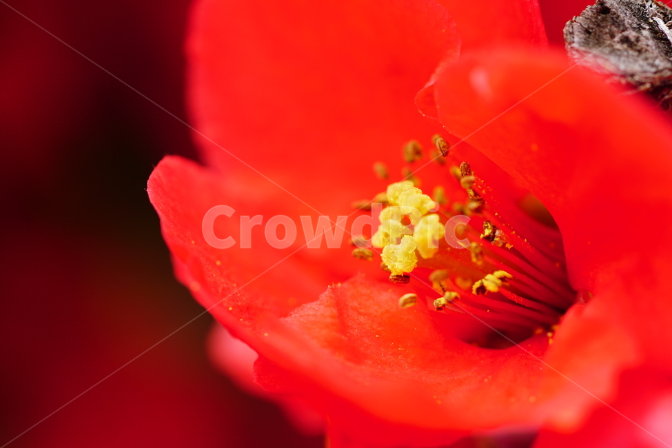 명자나무꽃,명자나무,산당화,봄,봄꽃,꽃,플라워,flower,spring,4월,april,장미과,명자꽃,식물,plants,chaenomelesspeciosa,붉은,접사,클로즈업,closeup,붉다,붉은꽃,빨간꽃,red,빨강,macrophotography