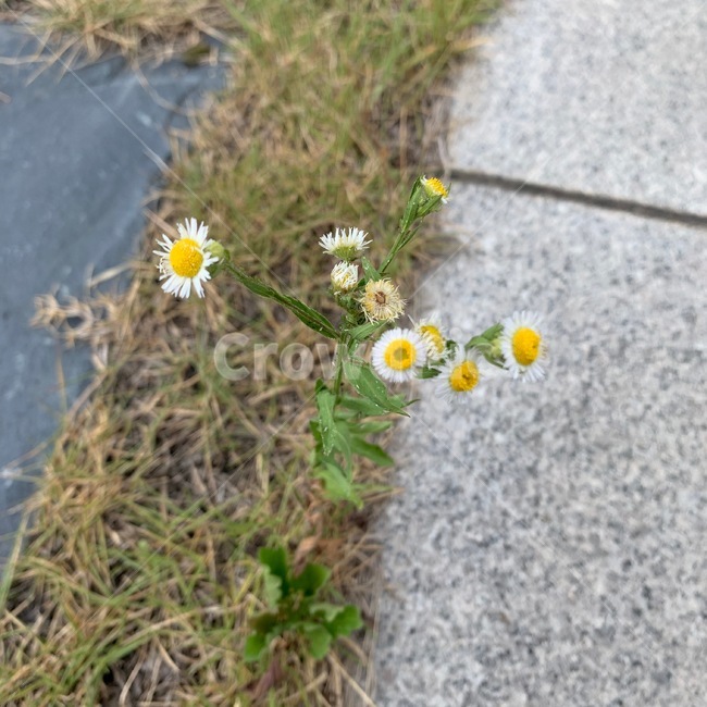 식물,꽃,잡초,flower,plant