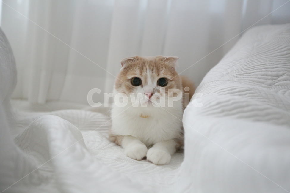고양이,cat,kitten,반려묘,치즈색고양이,동물,animal,포유류,mammal,고양이,cat,kitten,kitty,감성,sensible,feeling