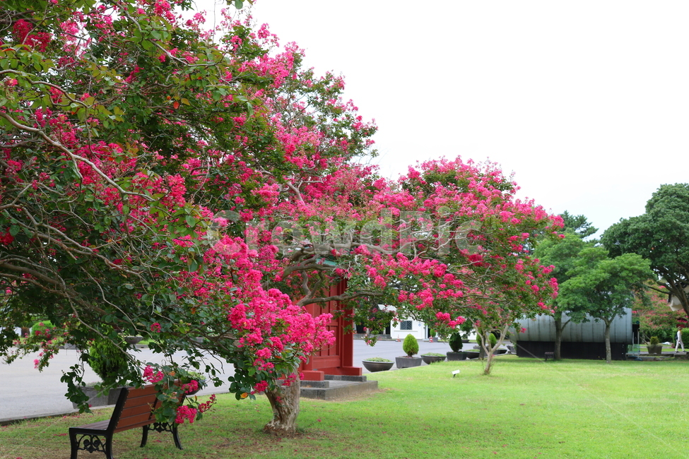 나무,배롱,배롱나무,배롱꽃,꽃,식물,자연,풍경,nature,landscape,식물,plants,꽃,flower,plant,grass,잔디,outdoors,옥외