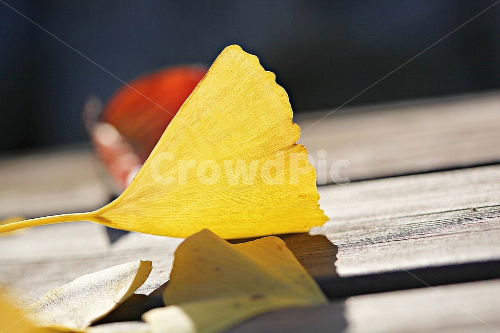 단풍,낙엽,가을,울긋불긋,나무잎,잎,식물,자연,가을,계절,fall,autumn,season,식물,자연,plants,nature
