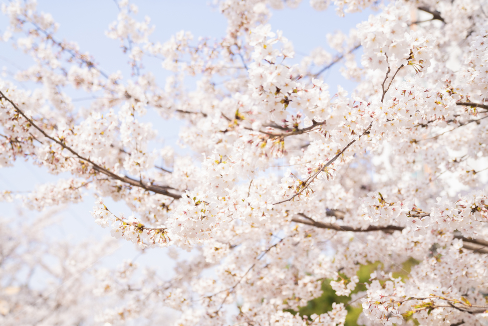plant,식물,blossom,꽃,flower,봄,봄꽃,벚꽃