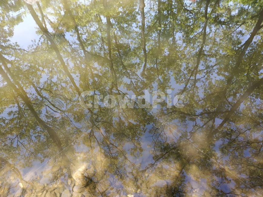 웅덩이,나무,그림자,shadow,tree