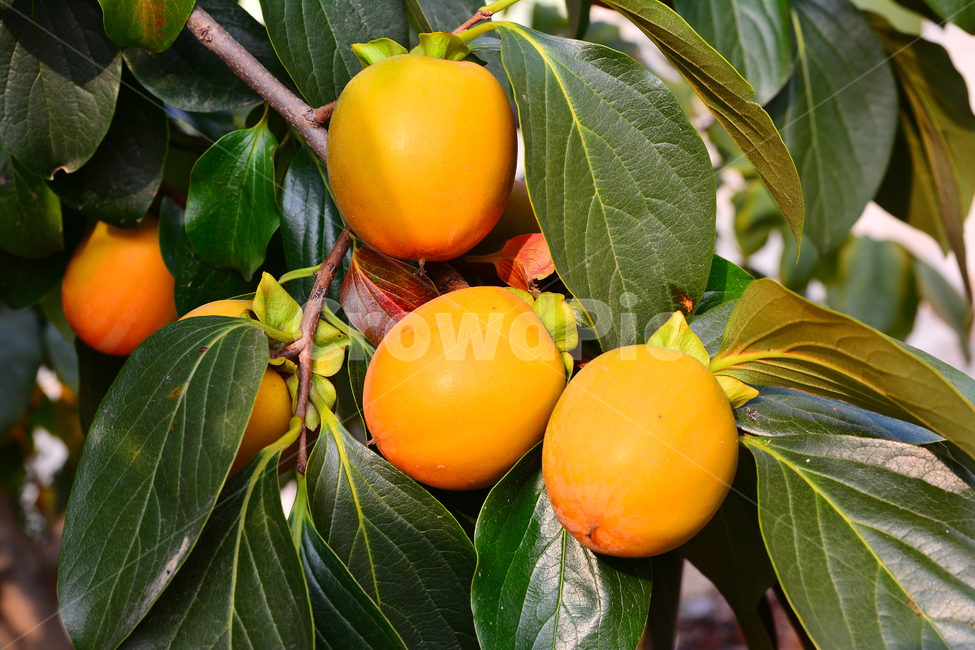 감,과일,열매,단감,음식,food,감나무,곶감재료,아시안,asian,fruit,탄닌,persimmon,한국적,코리안,나무열매,잎새,잘익은,식욕,맛,taste,수정과,달콤한,감말랭이,가을이미지,autumn,fall,식물,자연,plants,nature,음식,식재료,요리,food,cook,meal,dishes,food reserves,과일,열매,fruit