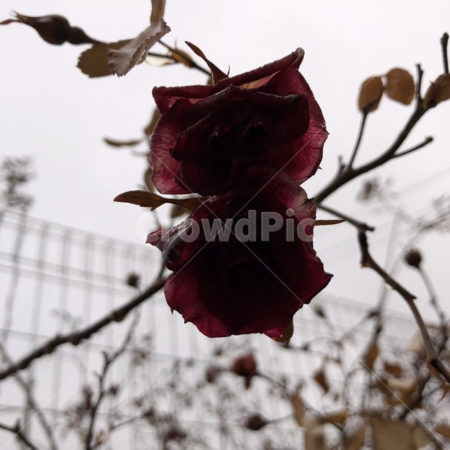 장미,식물,plant,자연,메마른
