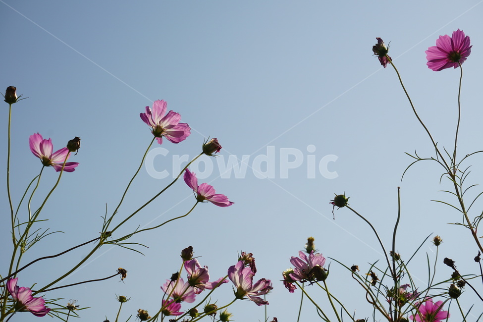plant,blossom,꽃,코스모스,가을,flower,나들이,식물,자연,plants,nature,꽃,flower