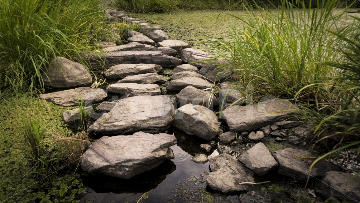 여름,여행,우포늪,자연,징검다리,창녕,풍경,돌,바위,연결,stone,rock,자연,풍경,nature,landscape,여름,계절,summer,season,flagstone,판석,slate,슬레이트