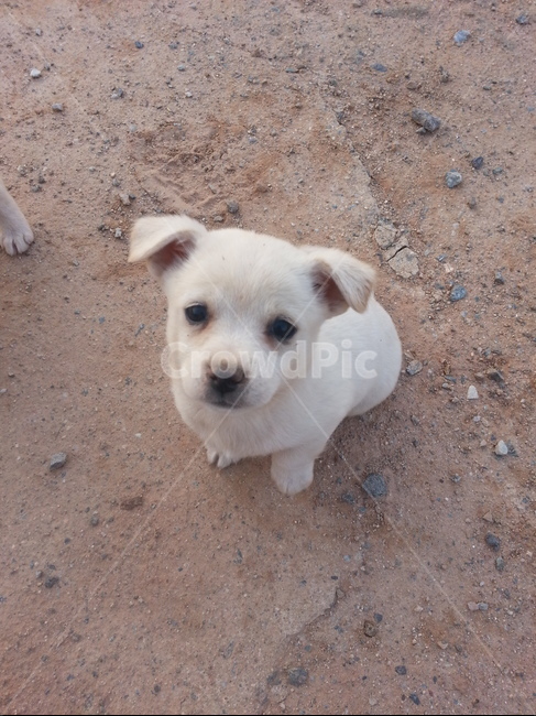 강아지,반려견,애완동물,어린,puppy,귀여운,동물,마당,개조심,동물,animal,포유류,mammal,개,강아지,dog,doggy