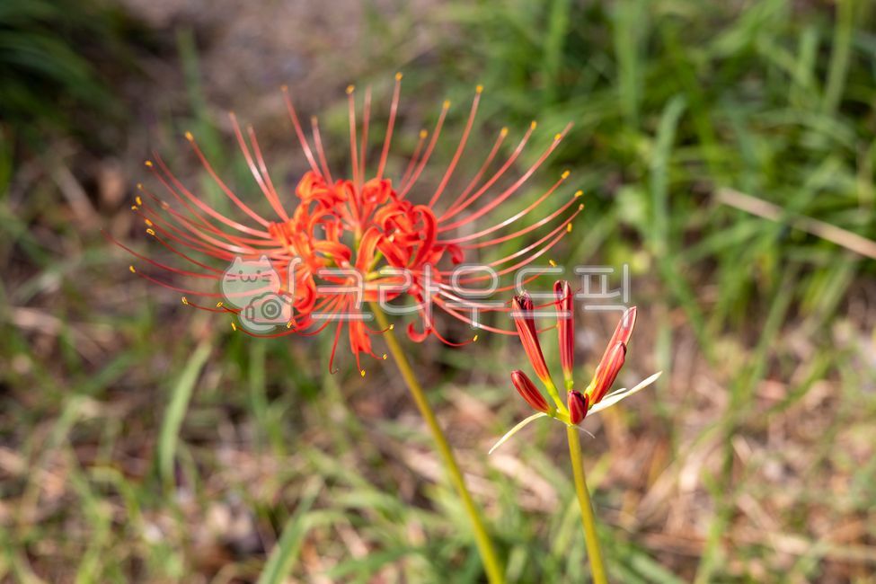 상사화,꽃,빨간꽃,꽃잎,줄기,정원,숲,자연,가든,식물,나뭇잎,화단,숲속,꽃봉오리,잔디,풀,초록색,빨간색,봄,여름,만발,꽃밭
