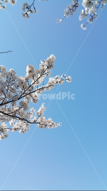봄,벚꽃,분홍색,꽃,왕벚꽃,벚나무,하늘,봄,계절,spring,season,plant,식물,flower,blossom