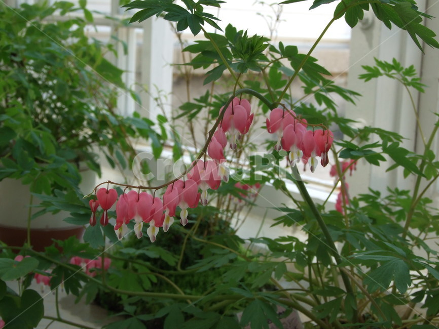 식물,꽃,꽃잎,flower,여름식물,식물,자연,plants,nature,꽃,flower