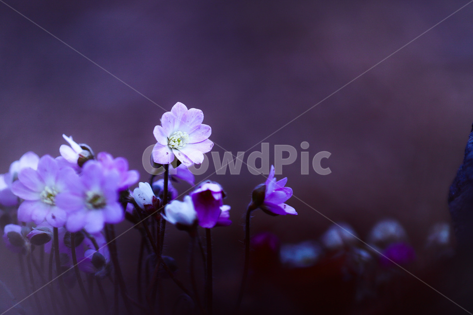 봄,꽃,들판,청노루귀,힐링,산책,공원,수목원,식물,자연,plants,nature,꽃,flower