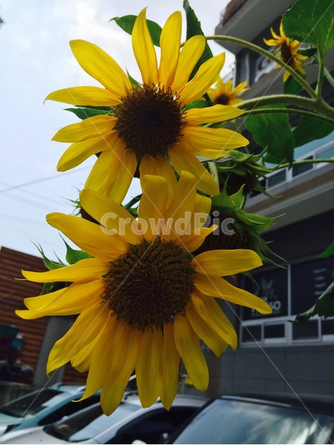 꽃,해바라기,컬러풀,노란색,flower,yellow