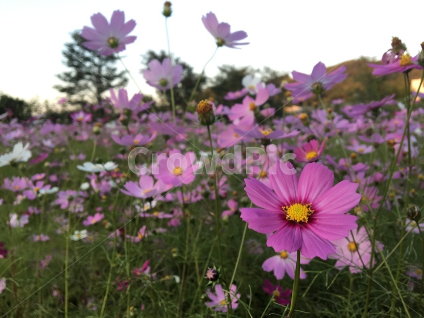 plant,식물,flower,blossom,꽃,코스모스,분홍,보라,밭,코스모스밭,꽃밭,보라색