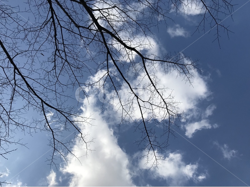 하늘,미세먼지,쾌청,하늘사진,자연,자연,풍경,nature,landscape,식물,plants,나무,trees,wood,tree,plant,outdoors,옥외