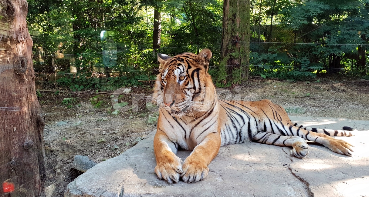 호랑이,동물,포유류,맹수,동물원,대형고양잇과,tiger,휴식,동물,animal,포유류,mammal