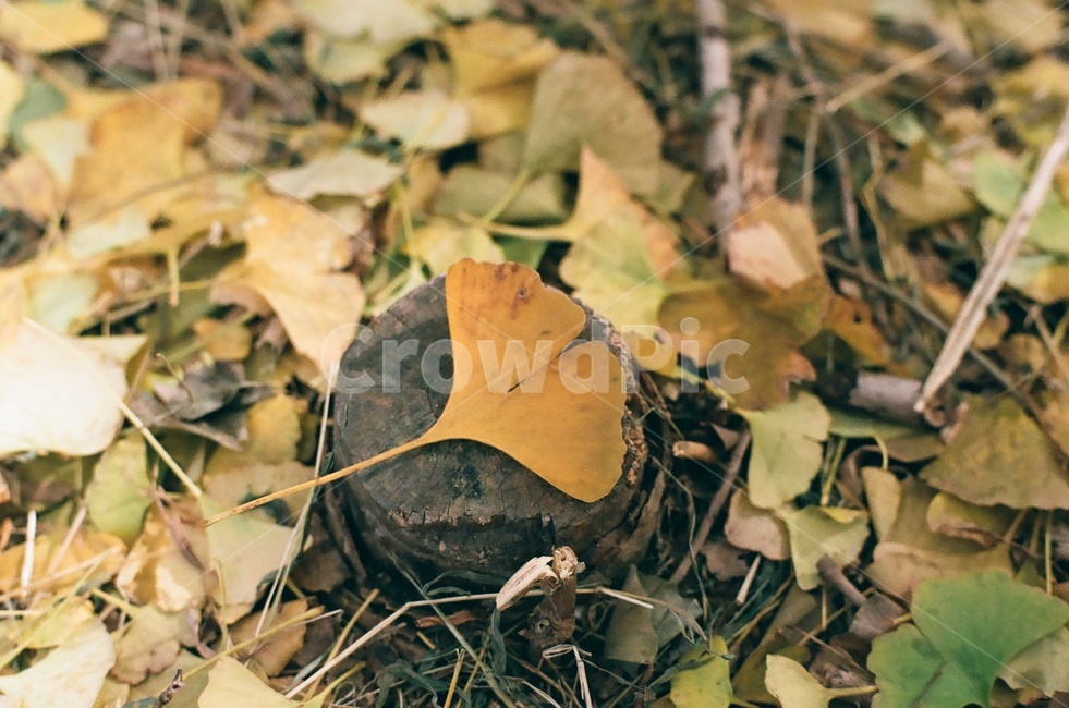 가을,은행,은행잎,낙엽,노랑,필름사진,필름,가을,계절,fall,autumn,season,leaf,잎,plant,식물,ground,바닥,fungus,진균류