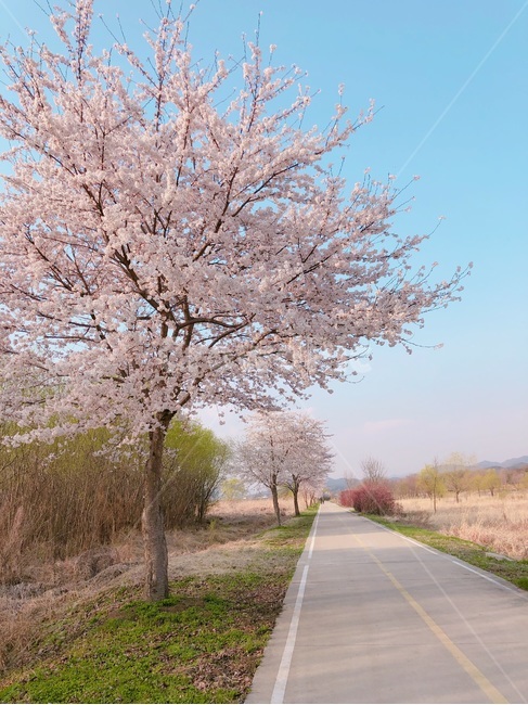 벚꽃,벚꽃길,산책,산책길,봄