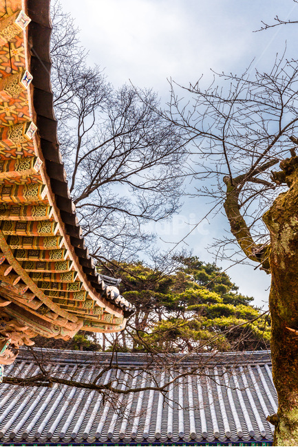 단청,기와,선,문양,무늬,사찰,한국전통,한국문화,korean traditional,korean culture,건축물,건물외관,exterior,building,structure,architecture,construction