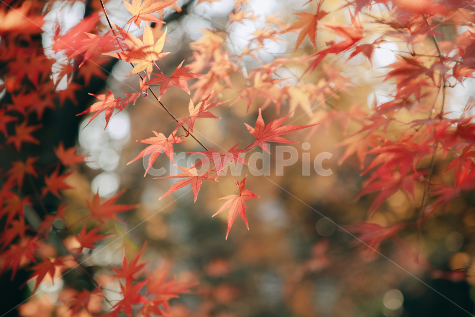 단풍,붉은,빨간,가을,나무,낙옆,잎,나뭇잎,가을,계절,fall,autumn,season,식물,자연,plants,nature,plant,leaf,tree