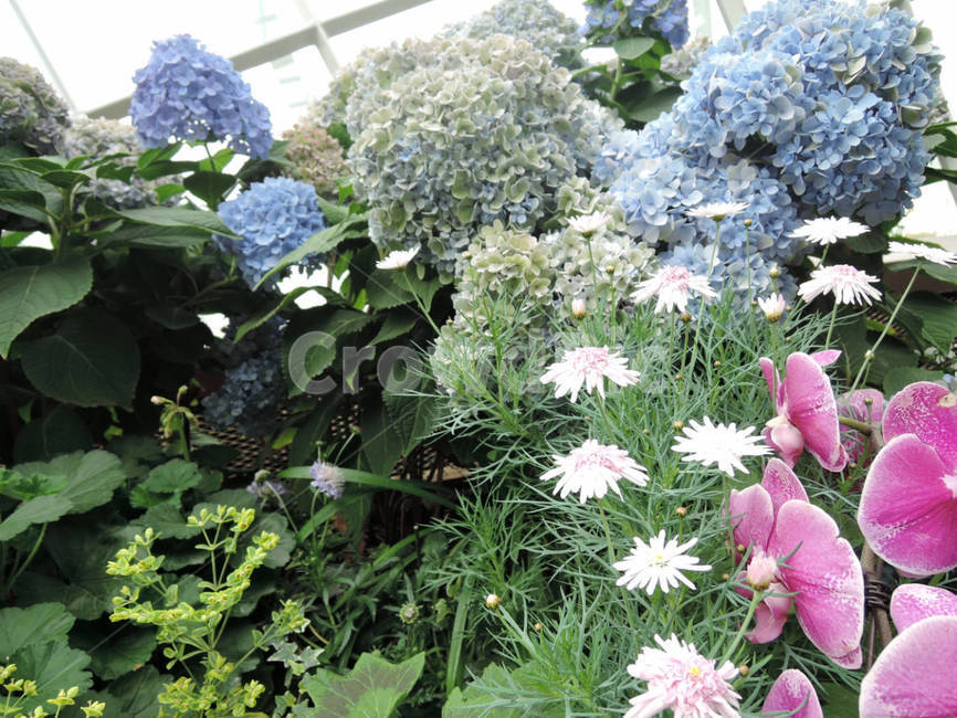 꽃,식물,flower,가든,garden,정원,예쁜,화려한,식물,자연,plants,nature,꽃,flower