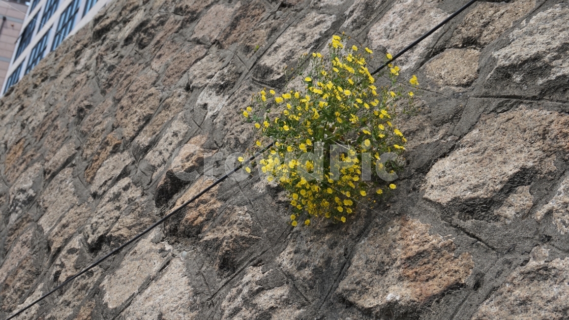 식물,길거리,여름,꽃,노랑,plant,flower,street,summer,yellow,식물,자연,plants,nature,꽃,flower