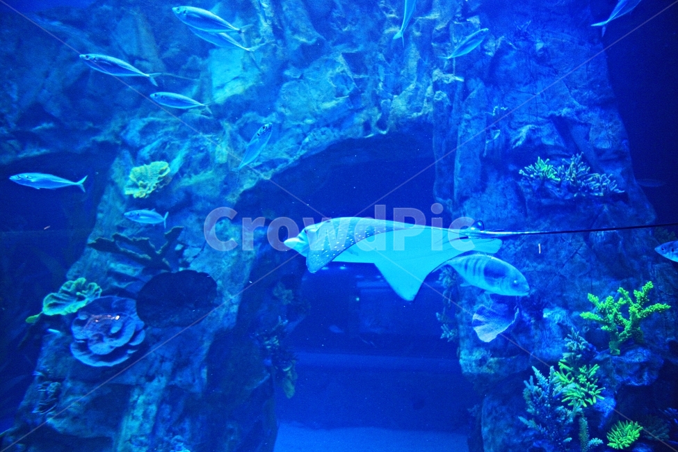가오리,어패류,연골어류,아쿠아리움,수족관,물,배경,동물,animal,어류,물고기,fish