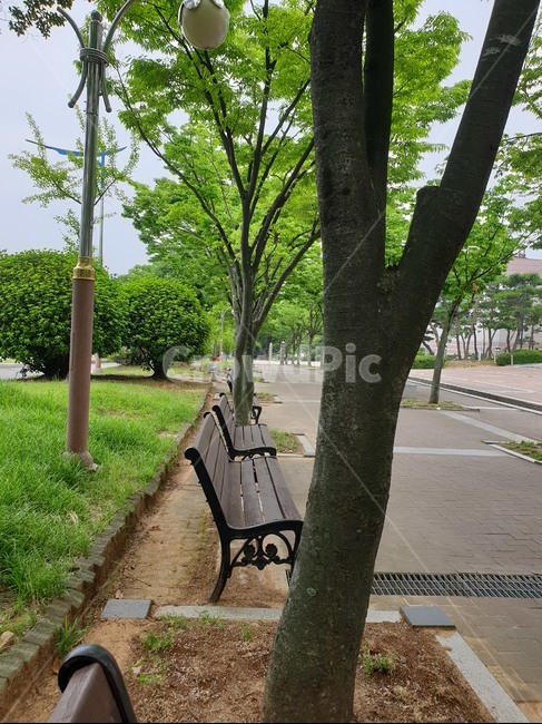 가로수,나무,벤치,도심,도보,도로,시가,인도,가로등