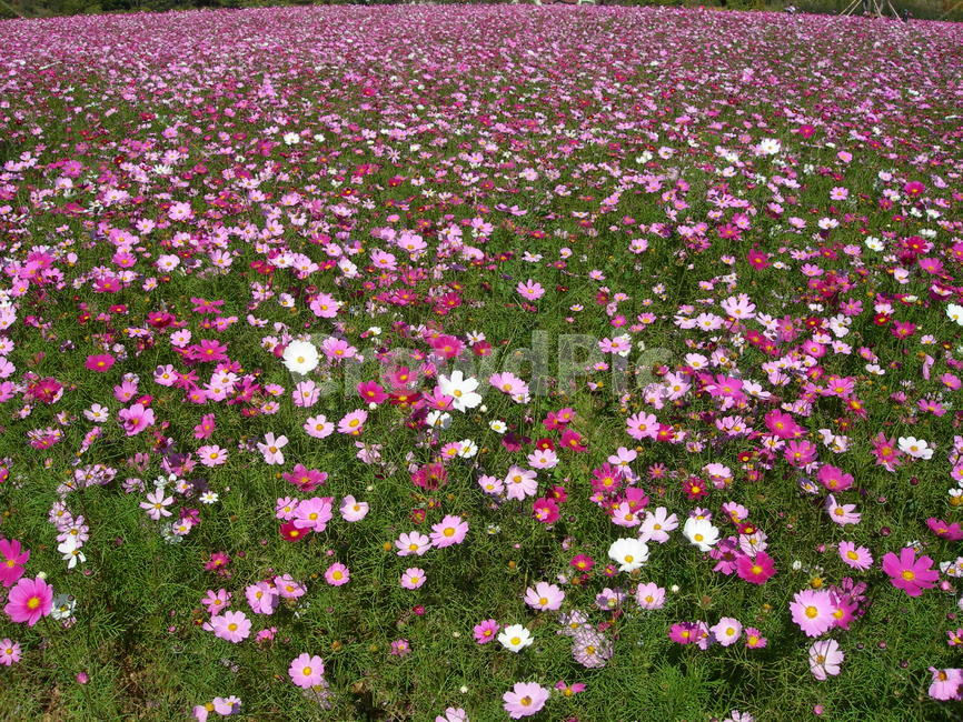 꽃,코스모스,가을,분홍,꽃밭,자연,식물,공원,flower,cosmos,autumn,pink,park
