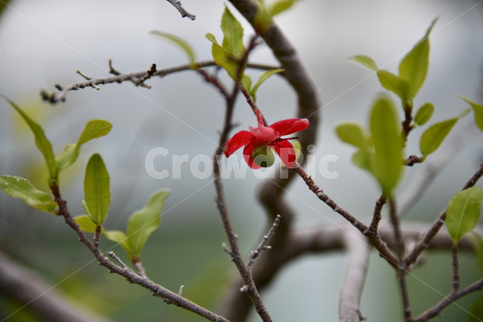 꽃,자연,식물,야생화,nature,flower,감성,feeling,배경,백그라운드,자연,풍경,nature,landscape,식물,plants,꽃,flower,plant