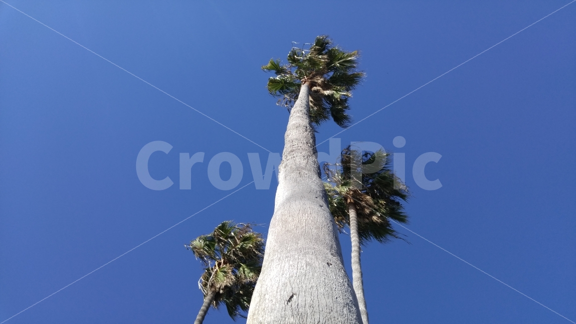 미국,남가주,야자수,키큰나무,파란하늘,바람,바닷가,켈리포니아,palmtree,talltree,bluesky,seaside,windyday,southerncalifornia,해외,외국,세계,foreign,oversea,world,식물,자연,plants,nature