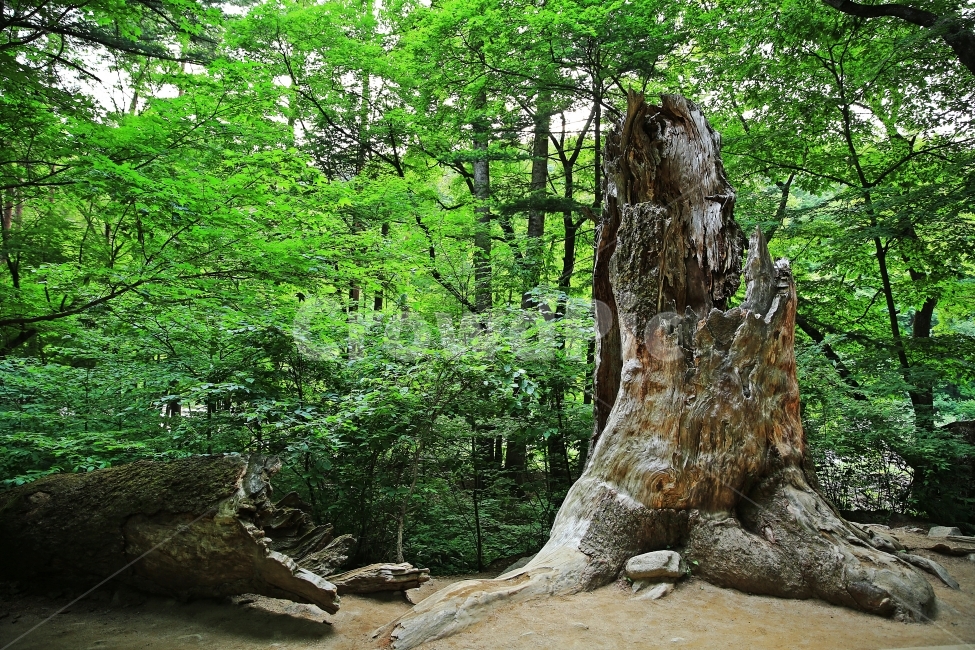 월정사,천년의숲,생명,영원한생명,고목,식물,자연,plants,nature,나무,trees,wood