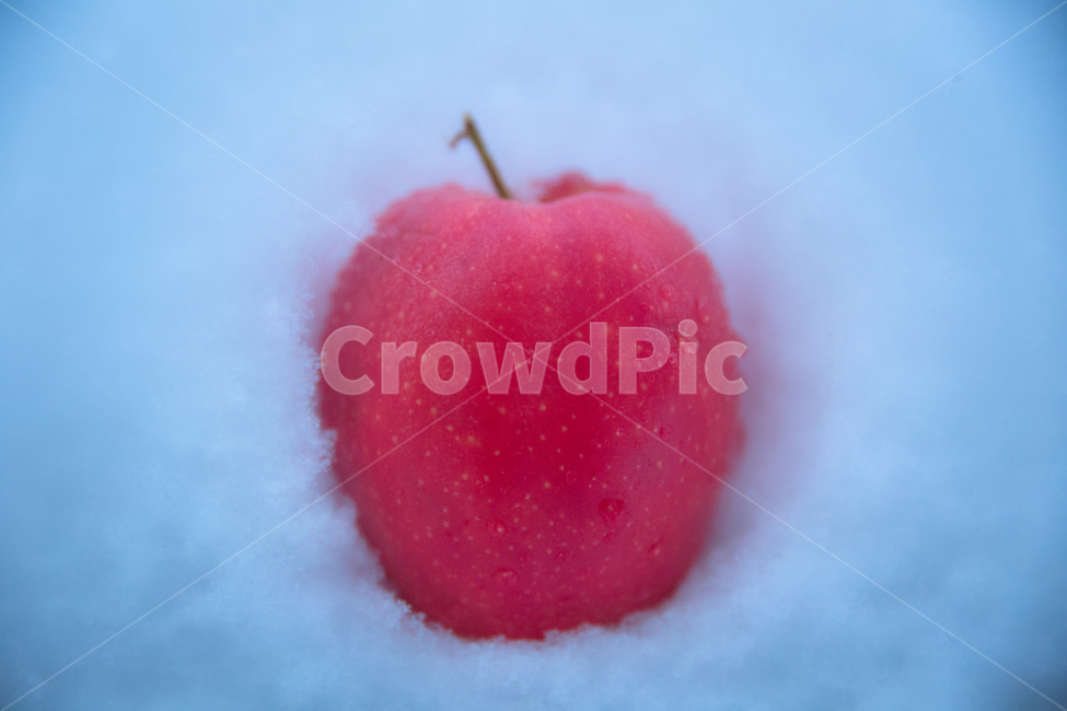사과,과일,겨울,눈,빨강색,winter,cold,day,nopeople,clean,apple,snow,sweet,heartshape,겨울,계절,winter,season,음식,식재료,요리,food,cook,meal,dishes,food reserves,과일,열매,fruit