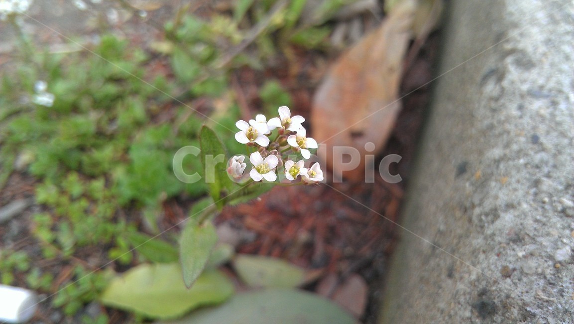 plant,식물,white,wildflower,flower,식물,자연,plants,nature,꽃,flower