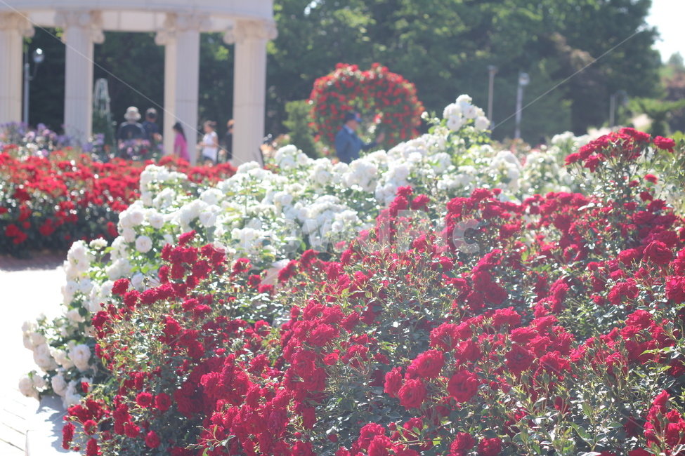 흰장미,빨간장미,rose,whiterose,redrose,장미축제,화려한,아름다운,예쁜,장미꽃,장미,꽃,flower,식물,자연,plants,nature,꽃,flower