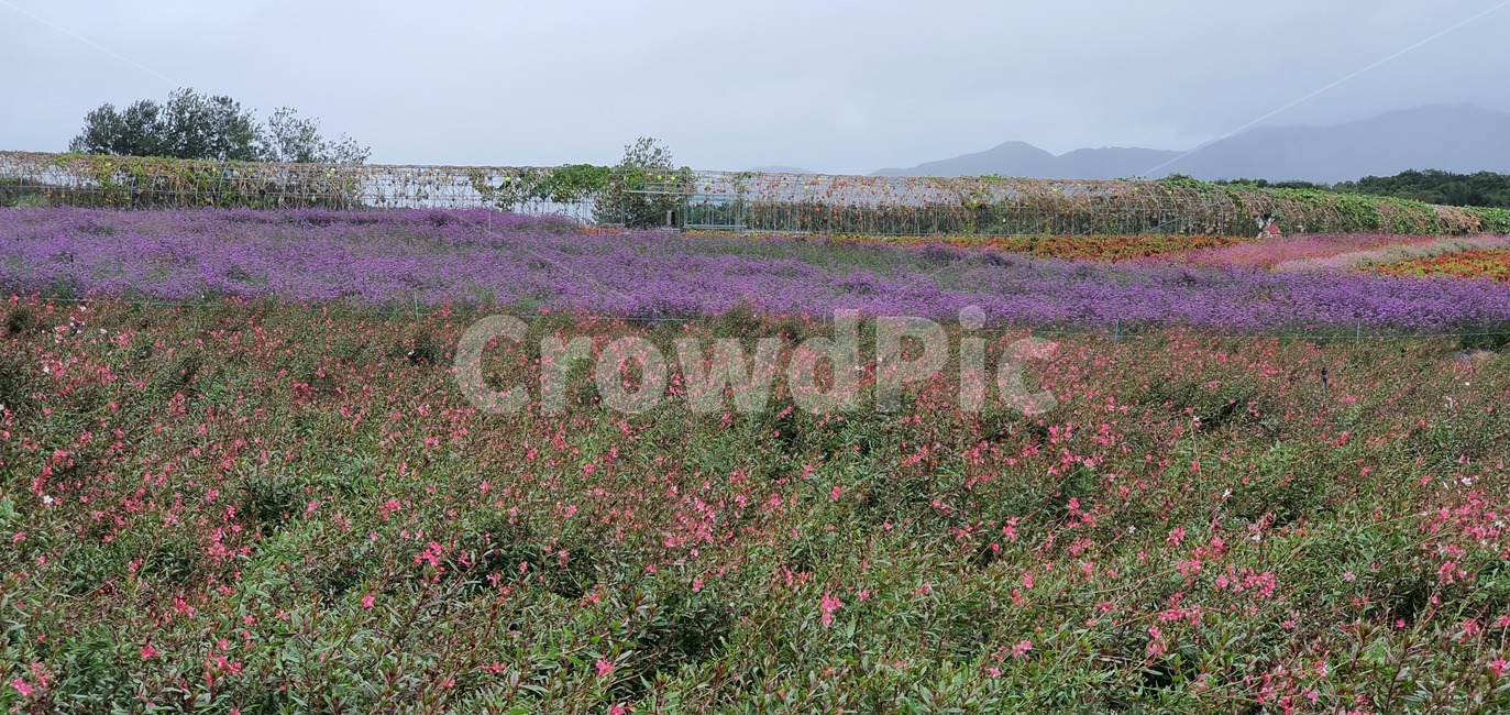 garden,flower,nature,plant,summer,spring,green,white,beauty,floral,pink,season,beautiful,background,blossom,petal,bright,colorful,growth,blooming,leaf,park,grass,botany,natural,flora,fresh,outdoor,bloom,field,들,outdoors,옥외,grassland,목초지