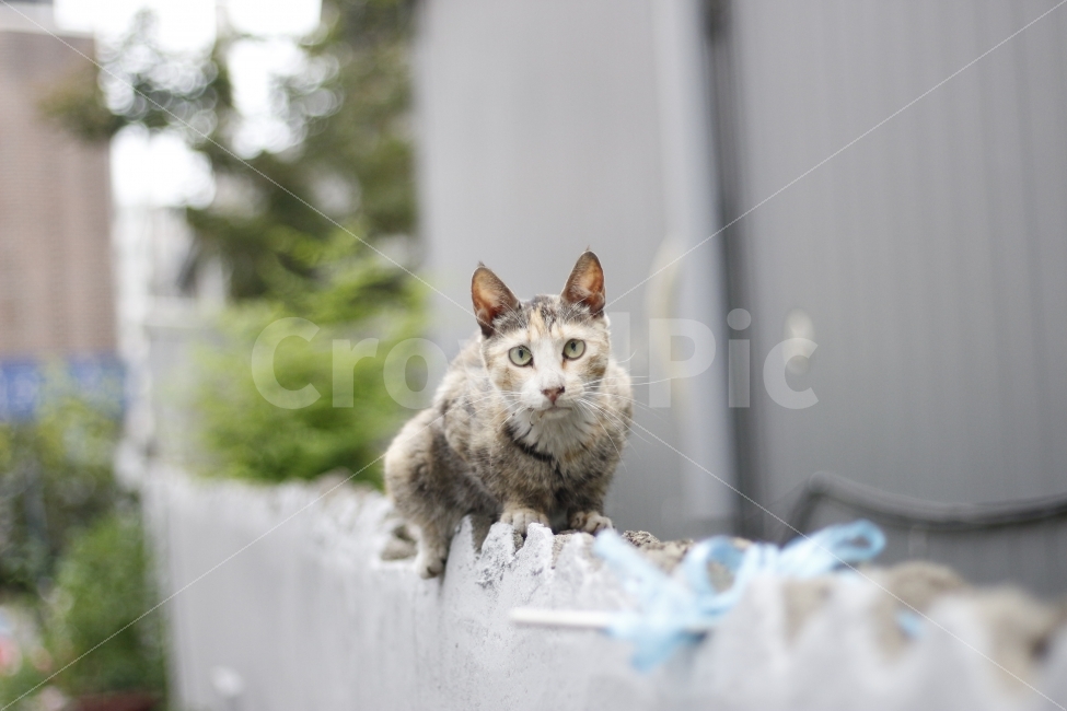 고양이,동물,유기동물,반려동물,유기묘,길고양이,길냥이,캣맘,캣대디,동물,animal,포유류,mammal,고양이,cat,kitten,kitty