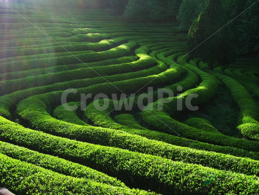 녹차밭,초록,다원,캐논,녹차,자연,풍경,nature,landscape,여름,계절,summer,season