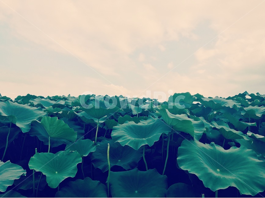 연꽃,하늘,초록색,파란색,감성,식물,자연,plants,nature