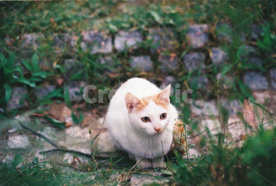 길고양이,고양이,cat,흰고양이,냥이,동물,animal,포유류,mammal,고양이,cat,kitten,kitty,감성,sensible,feeling
