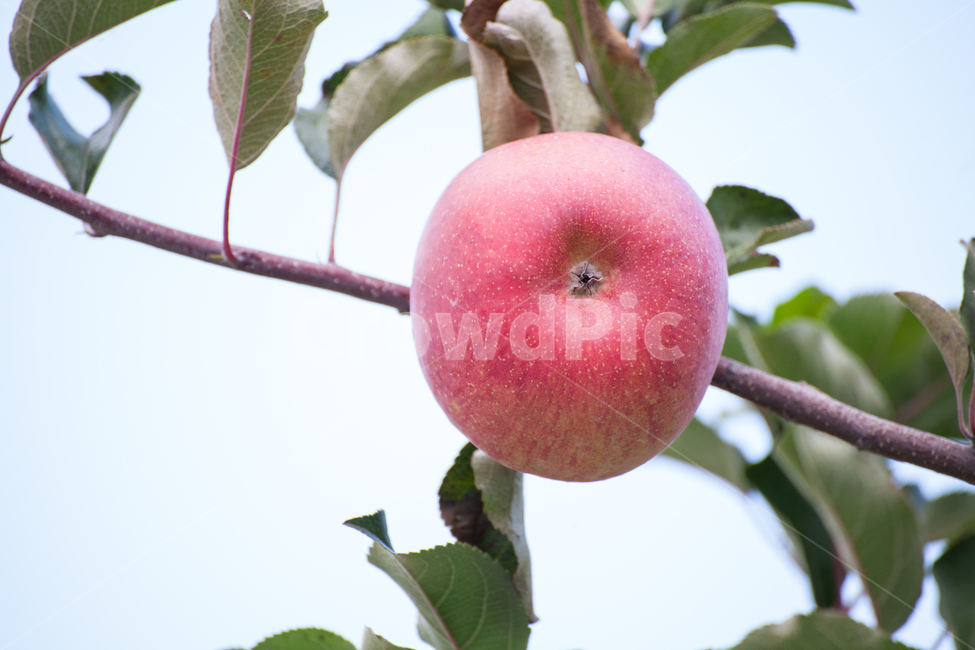 사과,과수원,빨간색,가을,apple,추석,당도최고,건강,비타민c,과실수,자연,자연이준선물,과일,추수,부사,식재료,식품,나무,열매,tree,apples,orchard,autumn,trees,field,background,fruit,organic,branch,green,ripe,fall,red,landscape,sky,natural,crop,leaf,season,farm,grass,farming,sunny,nature,color,healthy,food,fresh,식물,자연,plants,nature,과일,열매,fruit
