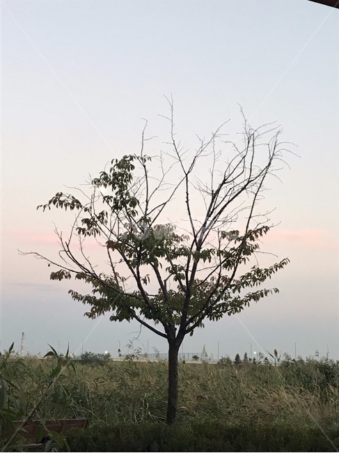 tree,나무,plant,식물,treetrunk,노을,저녁,평화로운