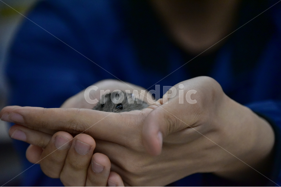 햄스터,동물,애완동물,포유류,펫,귀여움,귀여운,hamsters,mammals,pets,pet,cute,동물,animal,포유류,mammal