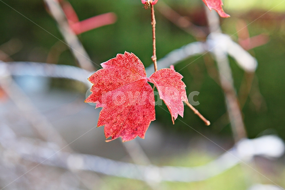 단풍,낙엽,가을,잎,식물,자연,계절,감성,색,색감,넝쿨식물,공원,가을,계절,fall,autumn,season,plant,leaf,tree,나무