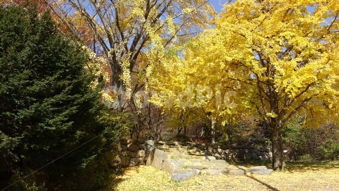 자연,nature,가을,yellow,낙엽,단풍,은행나무,tree,나무,숲,forest,산길