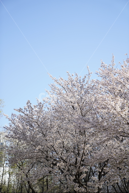 벚꽃,나무,봄,꽃,봄꽃,분홍색,하얀색,식물,식물,자연,plants,nature,꽃,flower