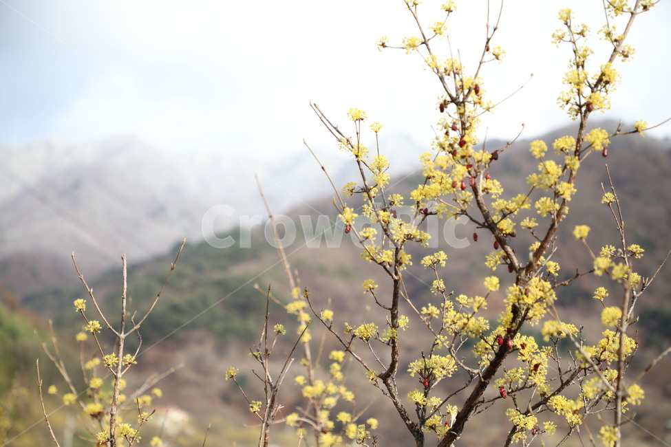 봄,산수유,자연,풍경,꽃,시골,길,산,계곡,봄,계절,spring,season,식물,자연,plants,nature,꽃,flower
