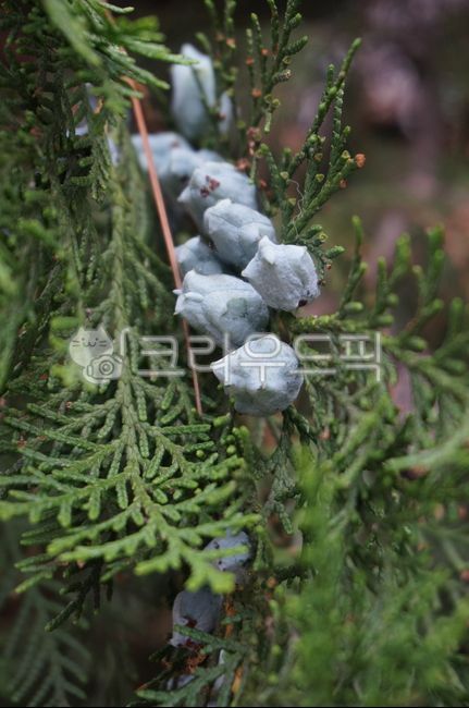 측백나무,구과식물,나무,측백나무열매,별사탕모양열매,orientalarborvitae,bearfruit