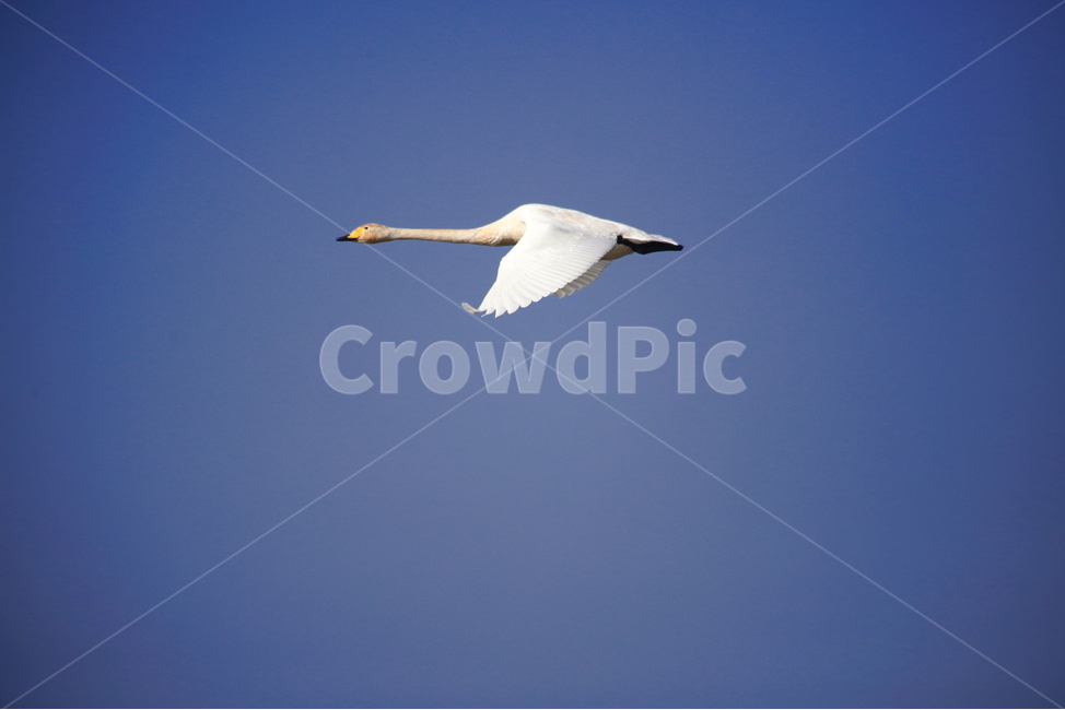 bird,새,animal,동물,고니,백조,철새,swan,큰고니,동물,animal,조류,새,birds