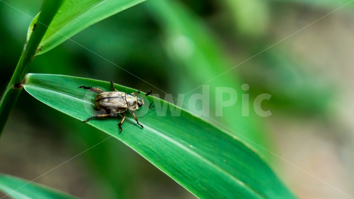벌레,곤충,자연,풍뎅이,bug,insect,동물,animal,곤충,벌레,insect,bug